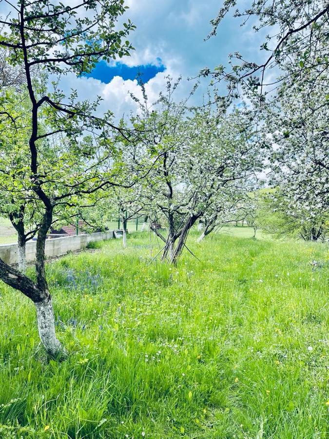 Casa Bunicilor Villa Colonia Sase Martie Kültér fotó